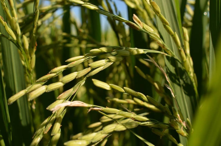 Arroz entra em novo ciclo, mas estoques ainda limitam reação dos preços, avalia Safras