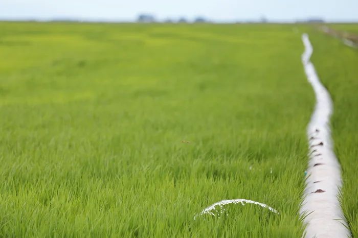Liminar suspende a dispensa de licença ambiental para irrigação do arroz no RS