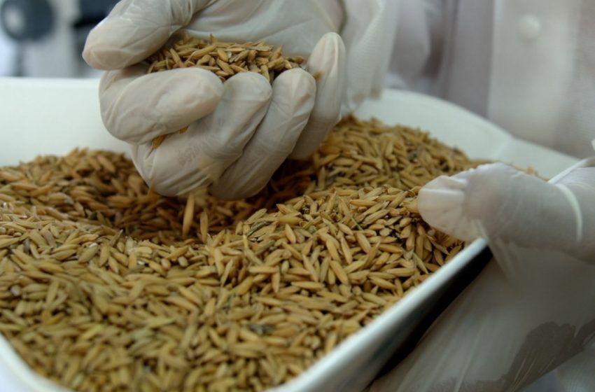 Mercado de arroz permanece travado e com liquidez mínima