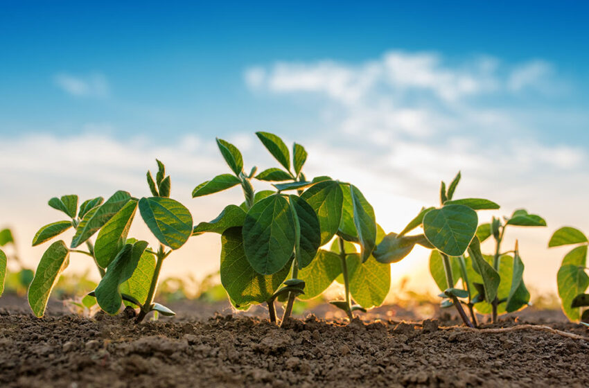Plantio da soja avança em momento ideal para a cultura – Planeta Arroz