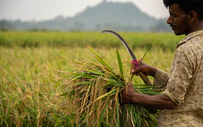  Estoques de arroz da Índia alcançam recorde histórico