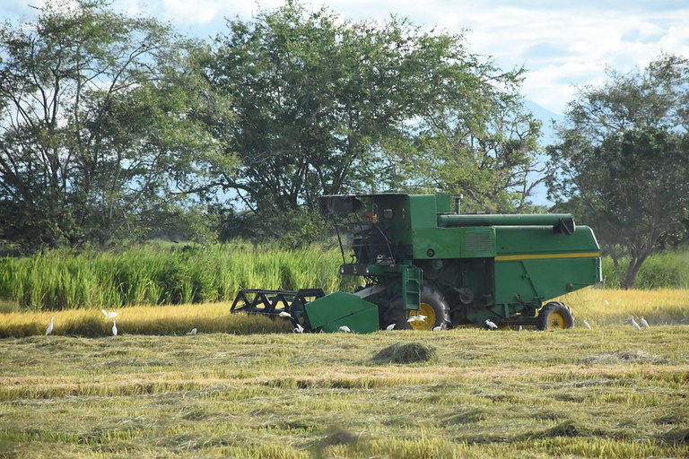  Ministério da Agricultura e arrozeiros colombianos buscam melhora da comercialização