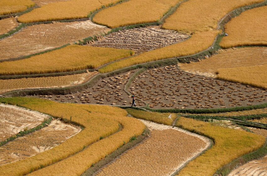  Filipinas limita as importações de arroz do Vietnã