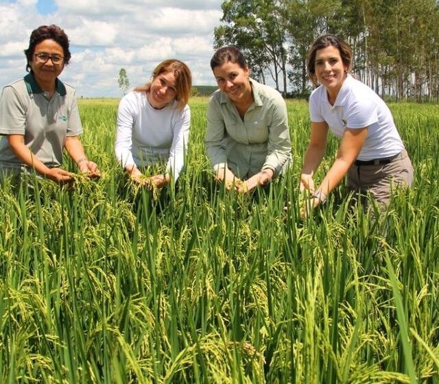  Melhoramento do arroz e a segurança alimentar