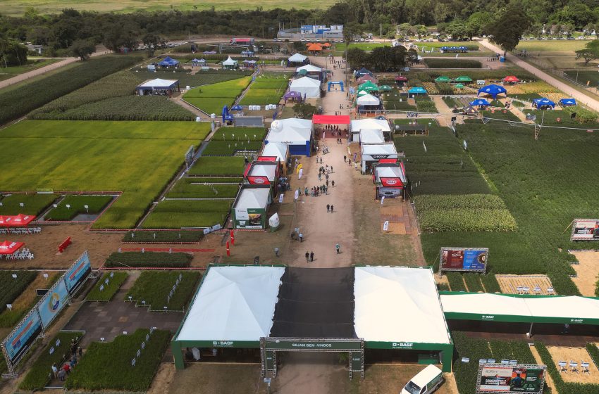  Vitrines Tecnológicas da Abertura da Colheita do Arroz em avançado ciclo dos cultivares