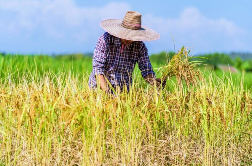  Estudo de DNA revela segredos da invasão do arroz daninho