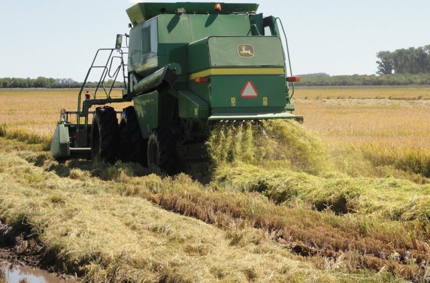  Preço provisório é definido para arroz do Uruguai