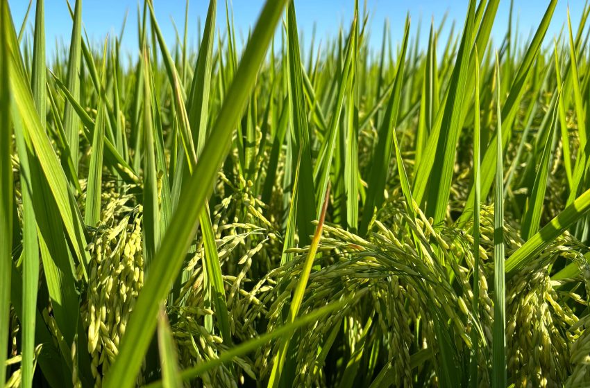  RiceTec lança híbrido de arroz com pegada de carbono reduzida