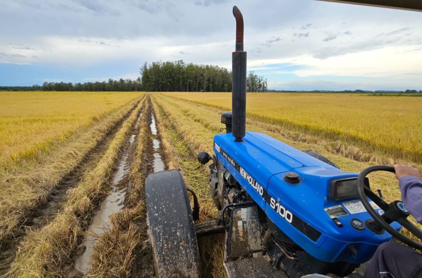  Safra gaúcha não deverá alcançar os 920 mil hectares semeados previstos inicialmente