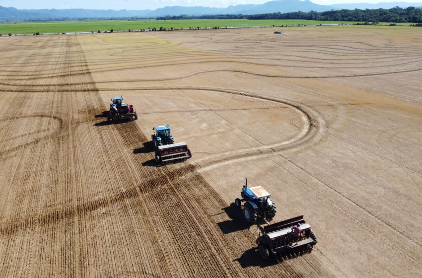  Falta menos de 10% da área estimada para semeadura de arroz no RS