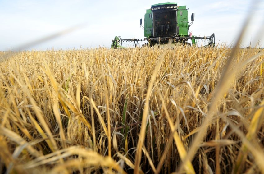  Planeta Arroz impressa destaca ações para estancar queda do consumo e pressão histórica sobre as cotações