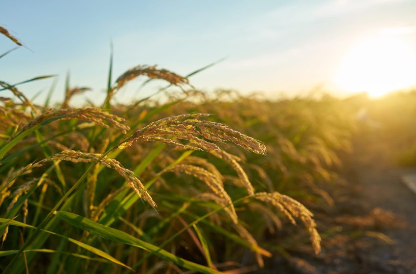 Nematoide-das-galhas reduz a produtividade do arroz e desafia o manejo nas lavouras