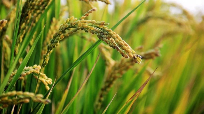 Estudo apoia pedido de selo de origem para Arroz Anã do Rio
