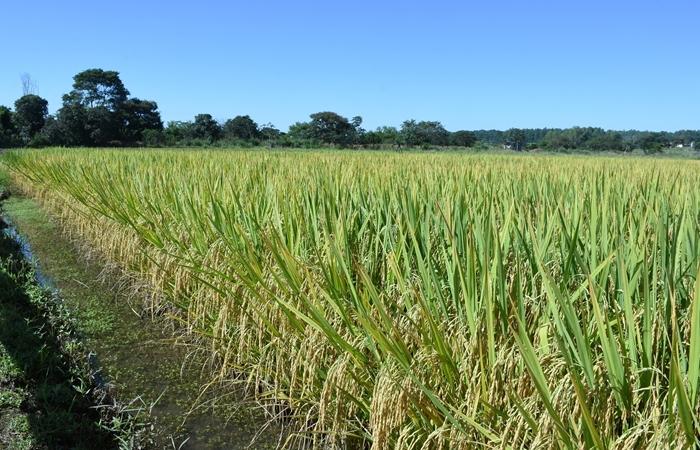  Embrapa lança cultivar de arroz irrigado para o Sistema de Produção Clearfield
