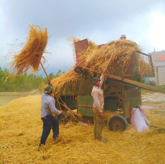  Índia prevê produção recorde de arroz na monção de 2024-25