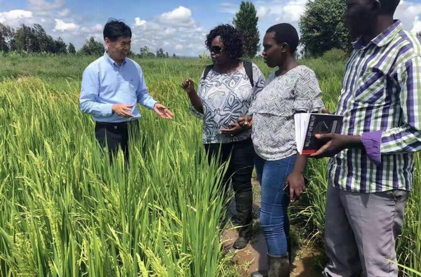  Tecnologia chinesa impulsionará produção de arroz na África