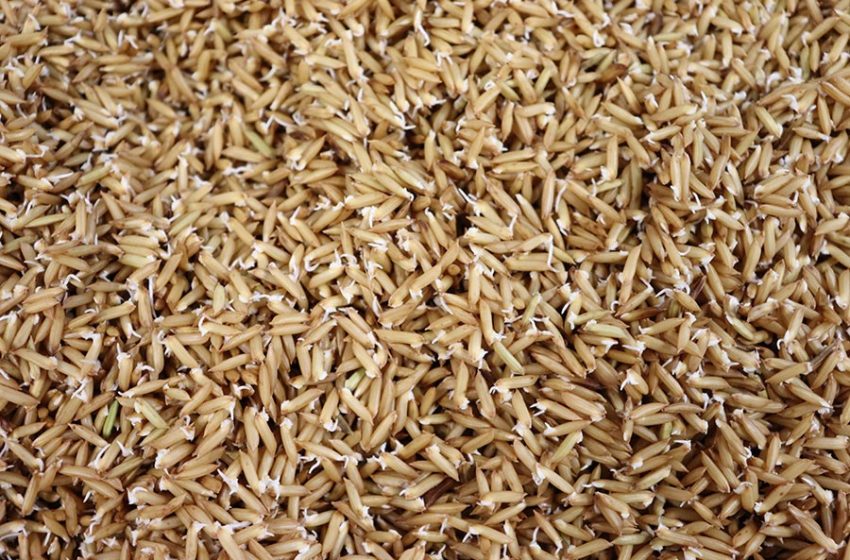 Pesquisa demonstra que arroz germinado é mais nutritivo