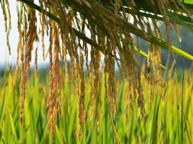 Preço do arroz cai mais de 30% em Santa Catarina e segundo semestre será desafiador para o setor