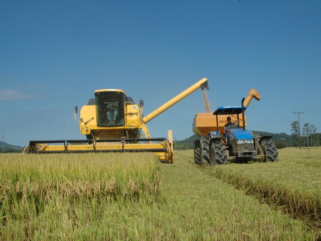  Santa Catarina abre a colheita do arroz nesta quinta, em Massaranduba