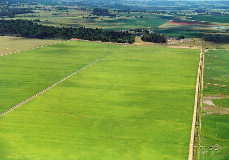  Pesquisa argentina conclui que herbicida permanece dois meses no solo arrozeiro