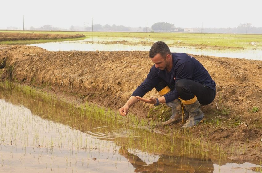  Safra 24/25: com expectativas positivas, arroz catarinense começa a ser plantado