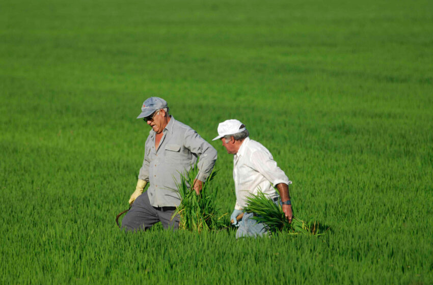  O Parlamento Europeu reativa a cláusula de salvaguarda do arroz