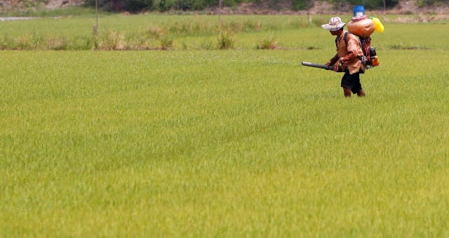  Exportação de arroz em janeiro aumentou 75,2% na Tailândia
