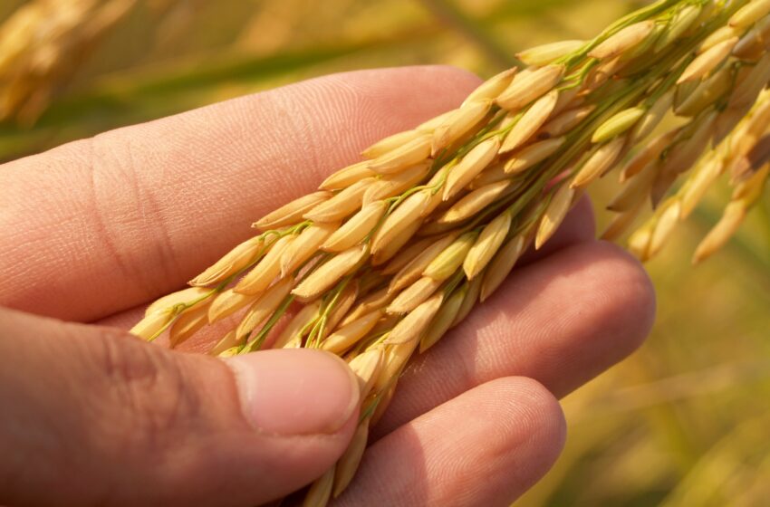  Paraguai busca variedades próprias de arroz