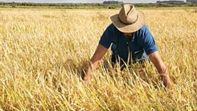  Queda no preço da saca de arroz poderá diminuir área de plantio em Alegrete