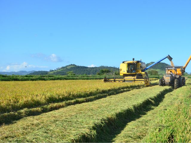  Santa Catarina registra aumento nos preços do arroz em abril, diz Cepa