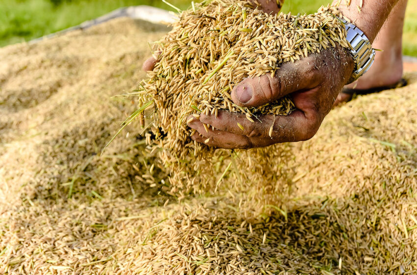  IBGE: Produção de arroz vai crescer 2,3%, para 10,5 milhões de toneladas