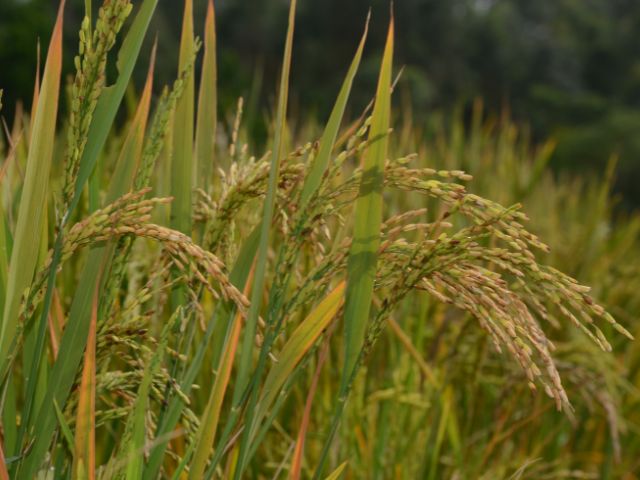  Epagri debate ações para mitigar a emissão de gases na produção de arroz