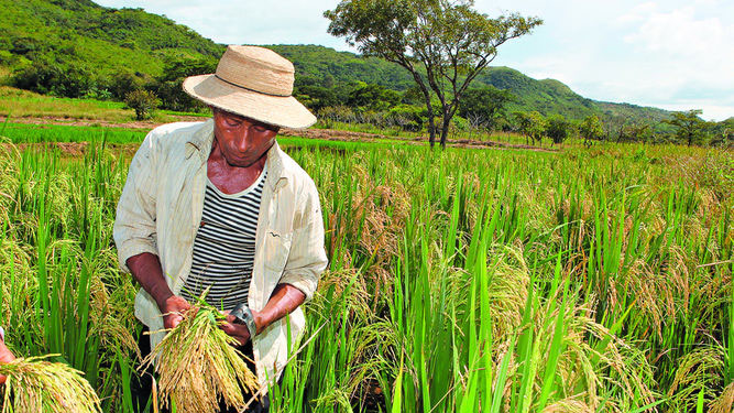  Incerteza sobre o preço do arroz no Vale de San Lorenzo