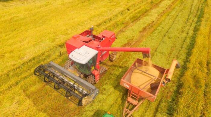  Panamá aposta em tecnologia para aumentar produtividade do arroz