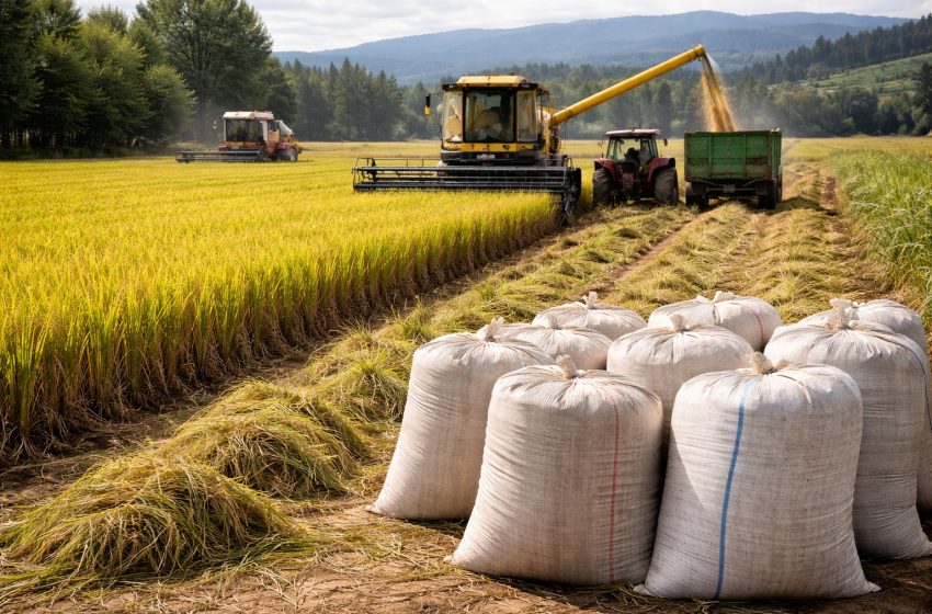 Arroz perde fôlego em abril, com mercado travado e expectativa por leilões
