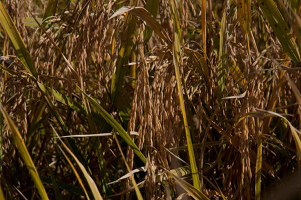  Produção excedente de arroz é alternativa para escassez de milho