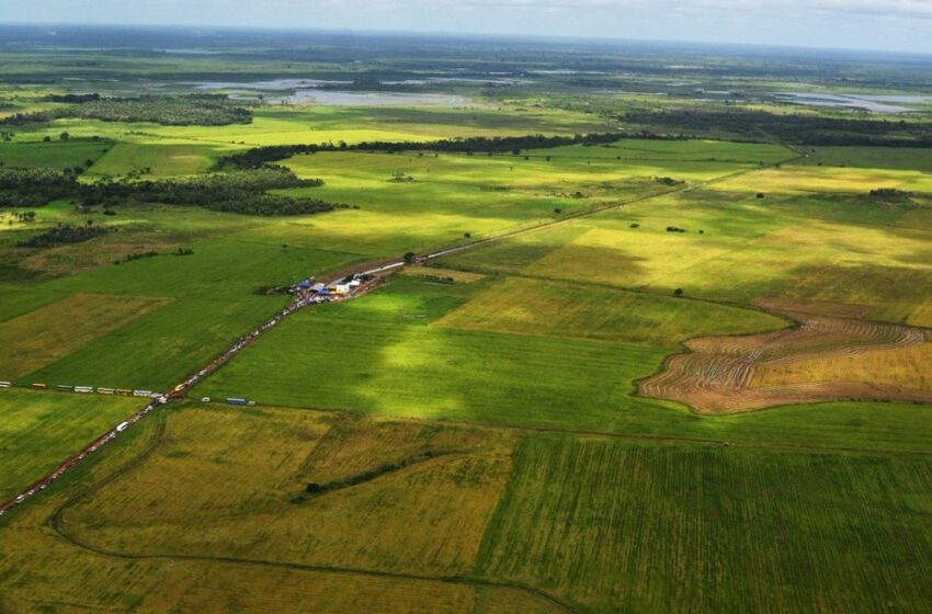  Maranhão se destaca na produção agrícola de arroz