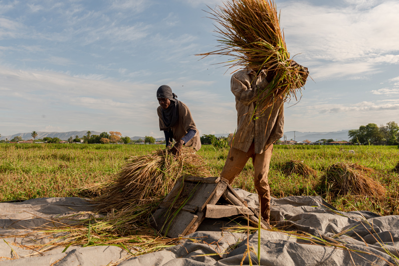  Seca na China não deve abalar os mercados globais de arroz