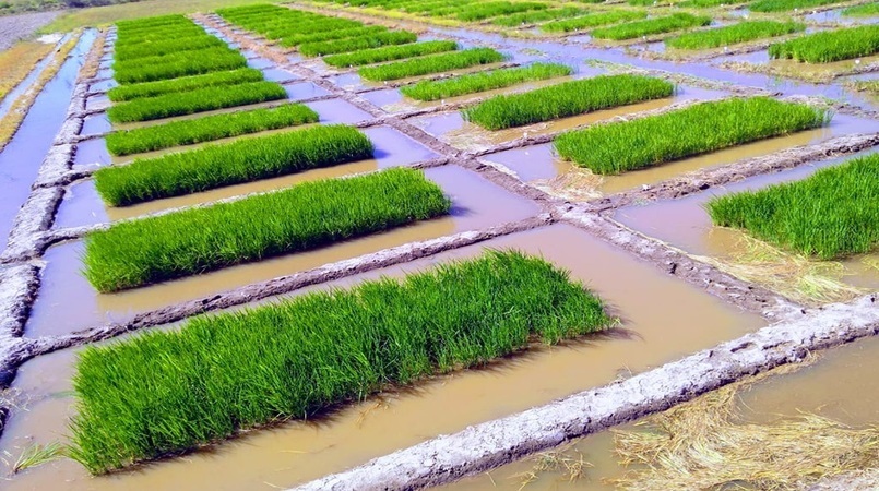  Consórcio de bactérias pode aumentar até 30% a produtividade do arroz