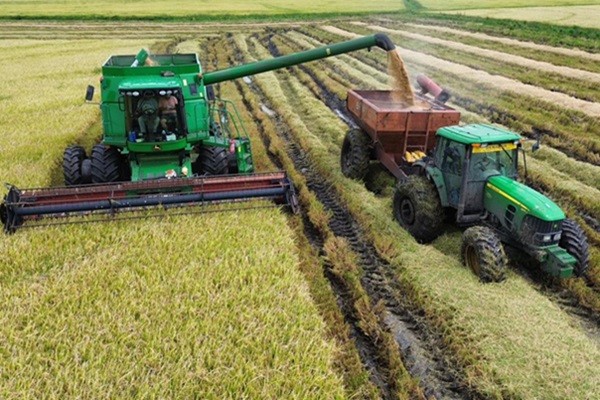 Colheita de arroz chega a 87,45% no RS, em ritmo lento. Diferenças regionais se apresentam
