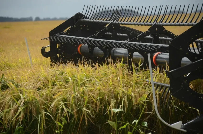  Colheita do arroz começou mais cedo no Uruguai