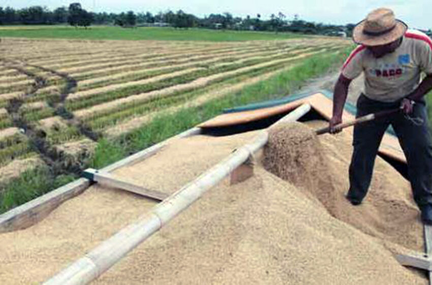  Plantio de arroz cresceu em Entre Ríos e é o maior dos últimos seis anos