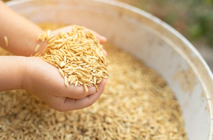 Conab negocia 109,2 mil toneladas de arroz em leilões de Contrato de Opção