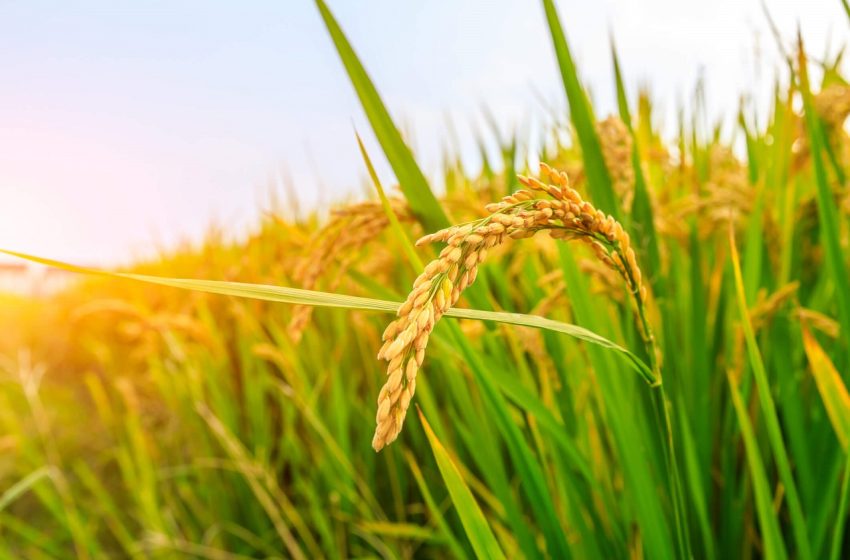 Exportações de arroz são recordes; preços reagem