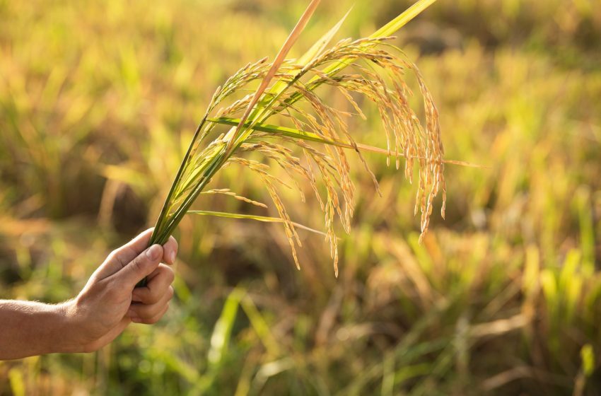 Plantio do arroz salta quase 10 pontos na semana, mas segue abaixo do ritmo histórico
