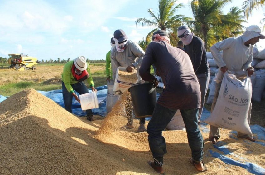 Técnicos da Conab visitam produções de arroz em Sergipe e Alagoas