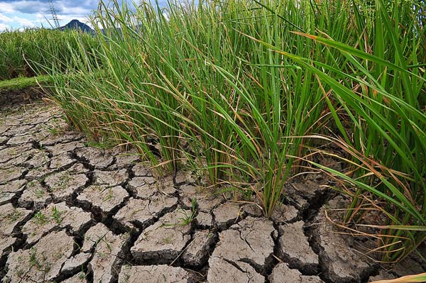  A seca histórica em Entre Ríos atrasou as colheitas de arroz e sorgo