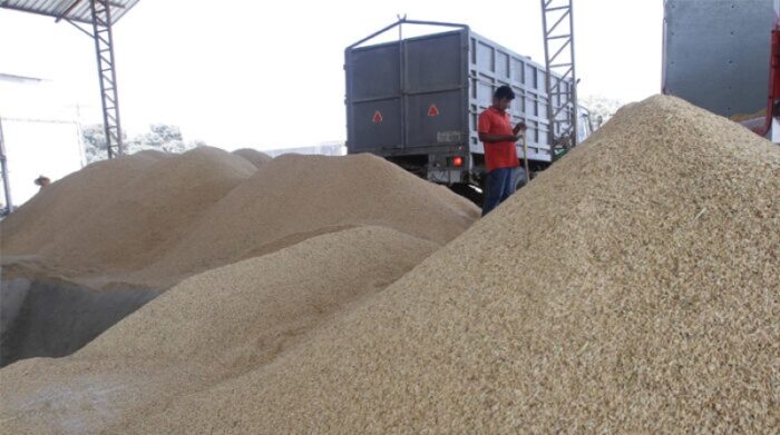  Arroz asiático: Melhora na demanda eleva preços de exportação na Índia e Tailândia