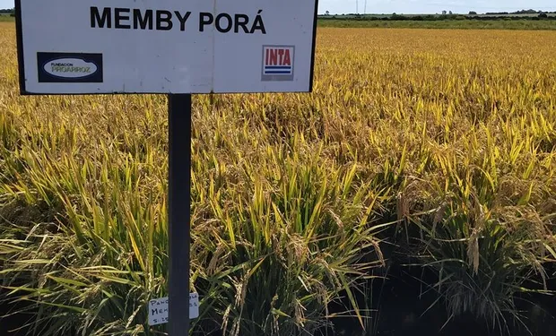  Arroz argentino tem qualidade e reconhecimento internacional