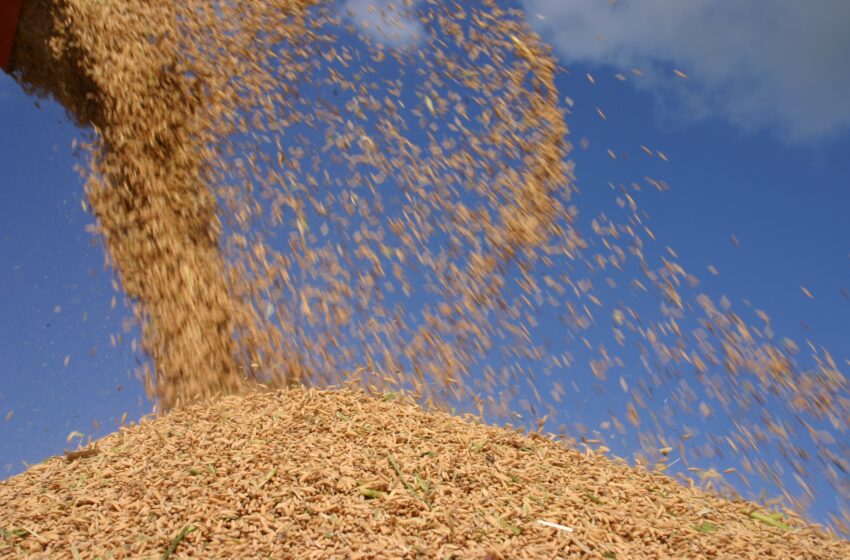 Produção de grãos deve chegar a 269,3 milhões de t. Arroz vai a 10,5 milhões